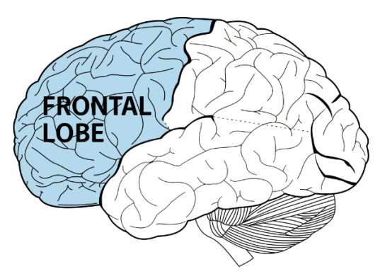 Frontal Lobe